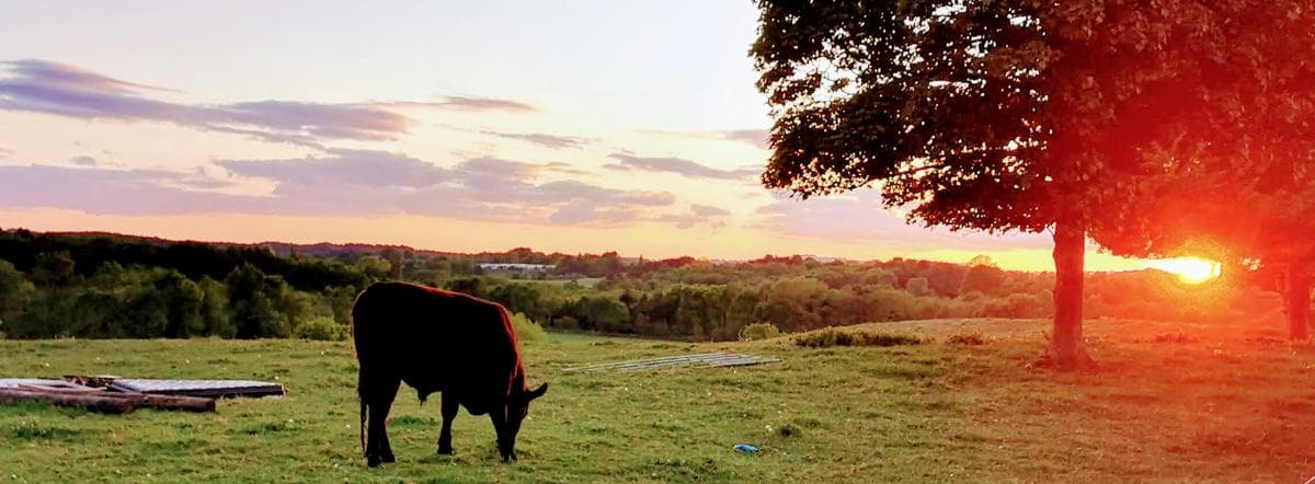 Lovely cow with sunset